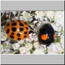 Harmonia axyridis - Asiatischer Marienkaefer 71.jpg